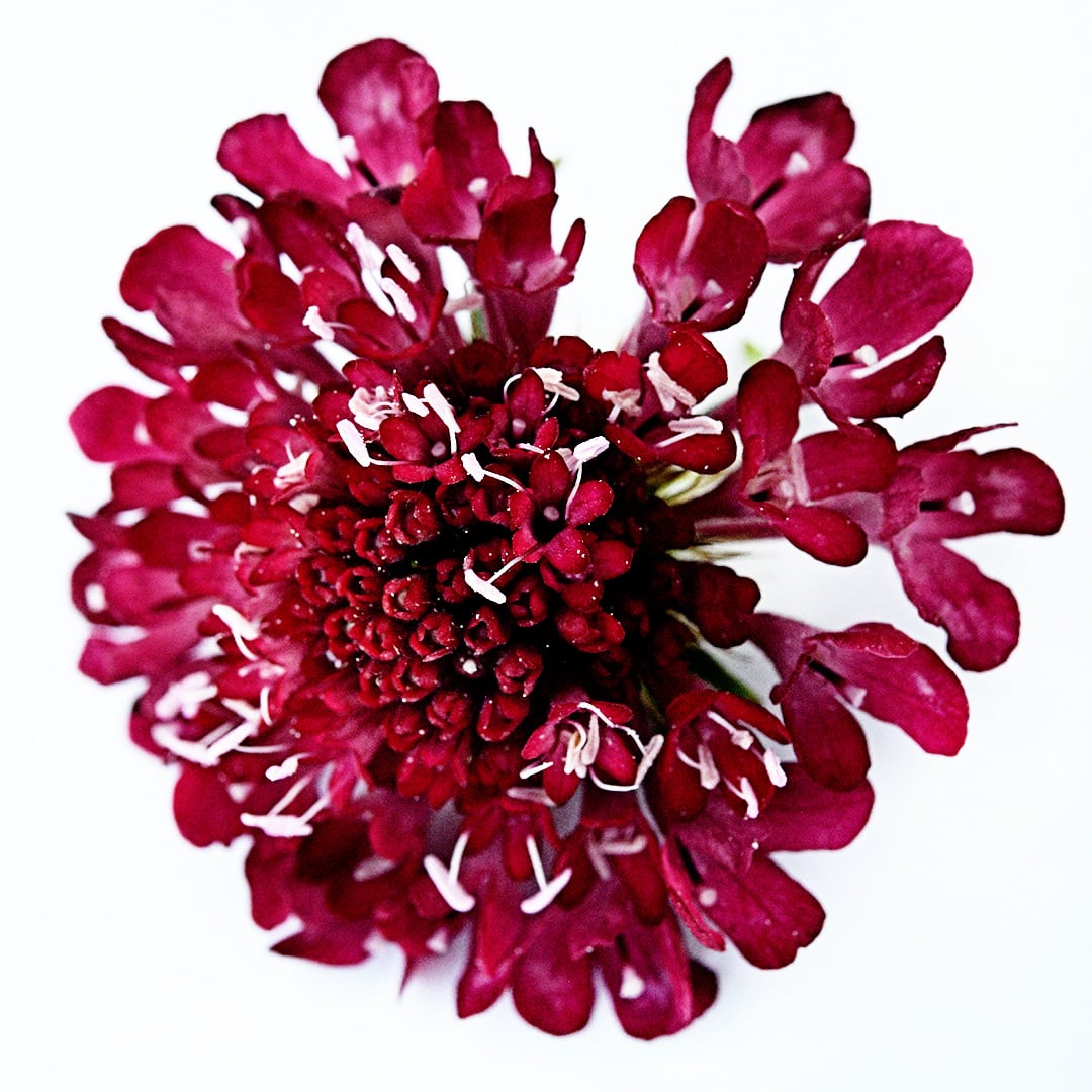 A single Fire King Scabiosa flower on a white background.