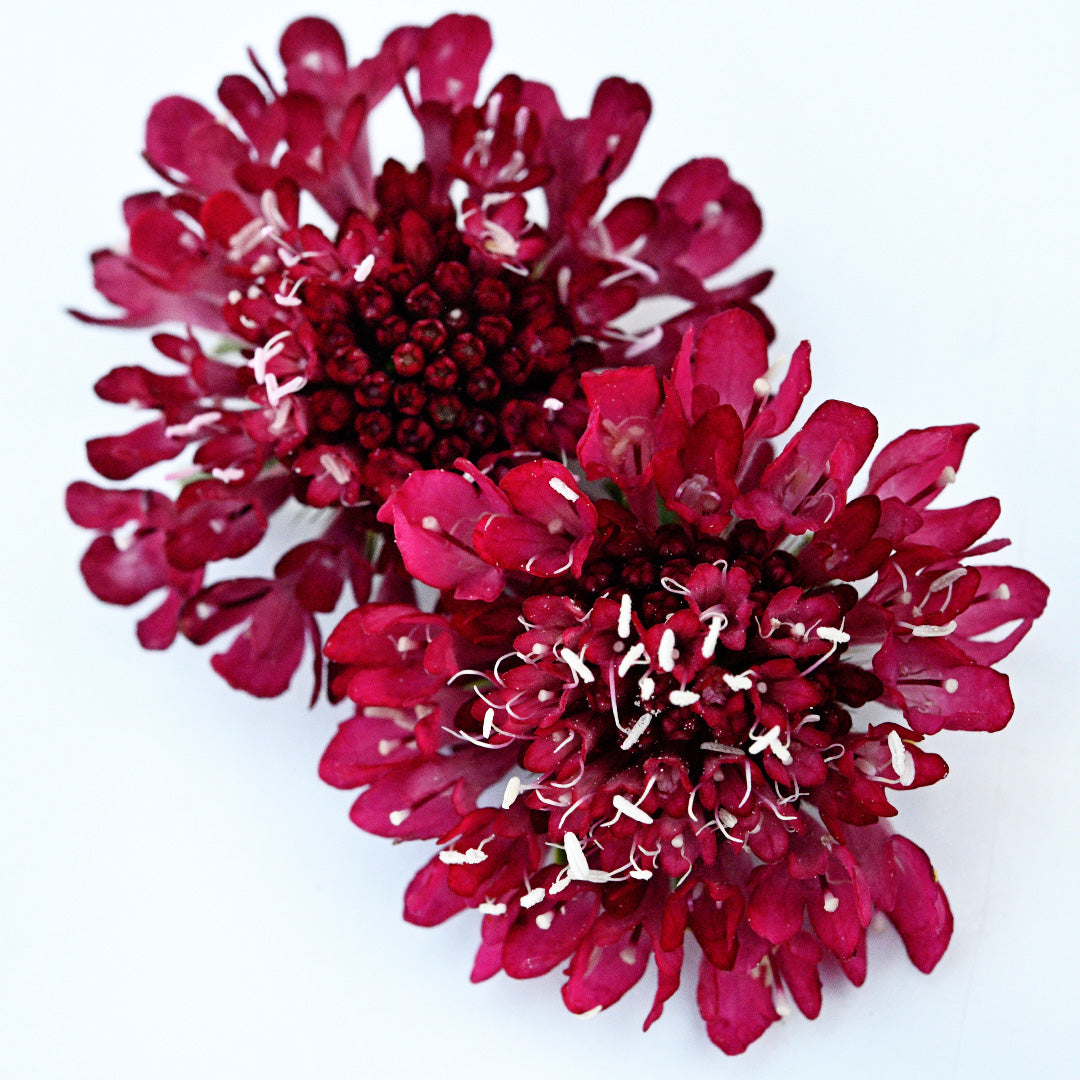 A close-up macro view of a pair of Fire King Scabiosa flowers on a white background.