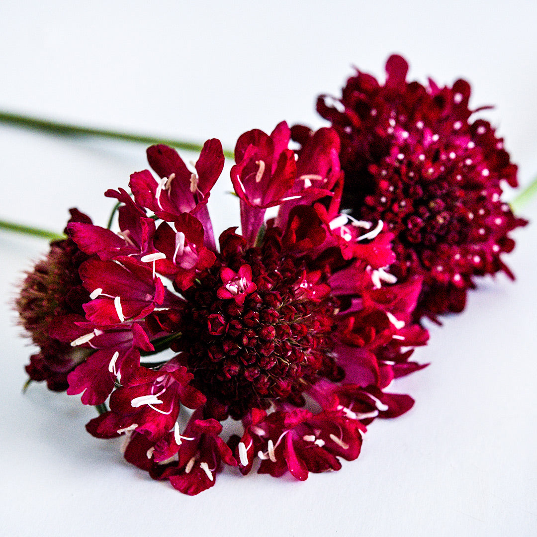 A close-up of a couple of Fire King Scabiosa flowers on a white background.