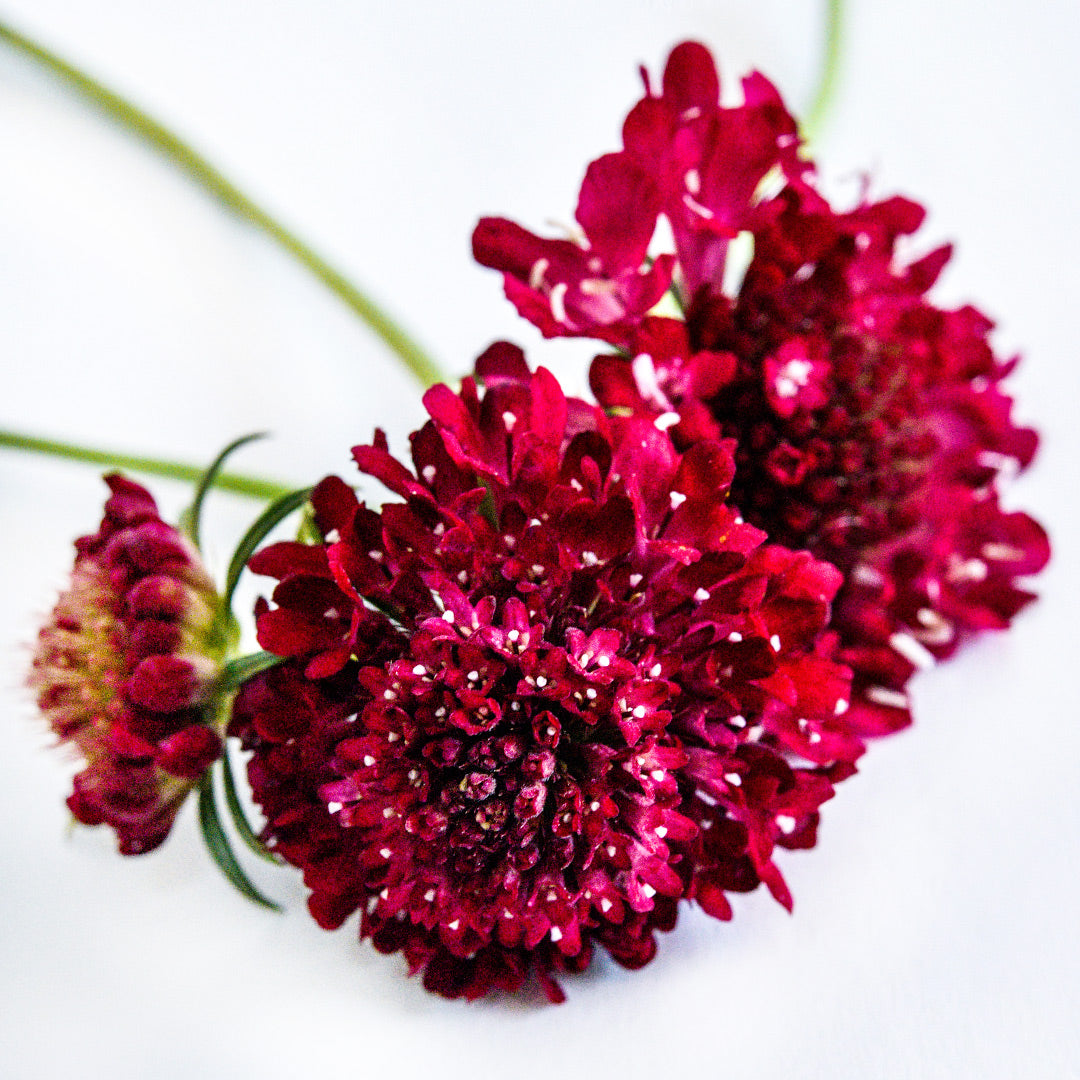 A close-up of a trio of Fire King Scabiosa blooms still on the stem against a white background.