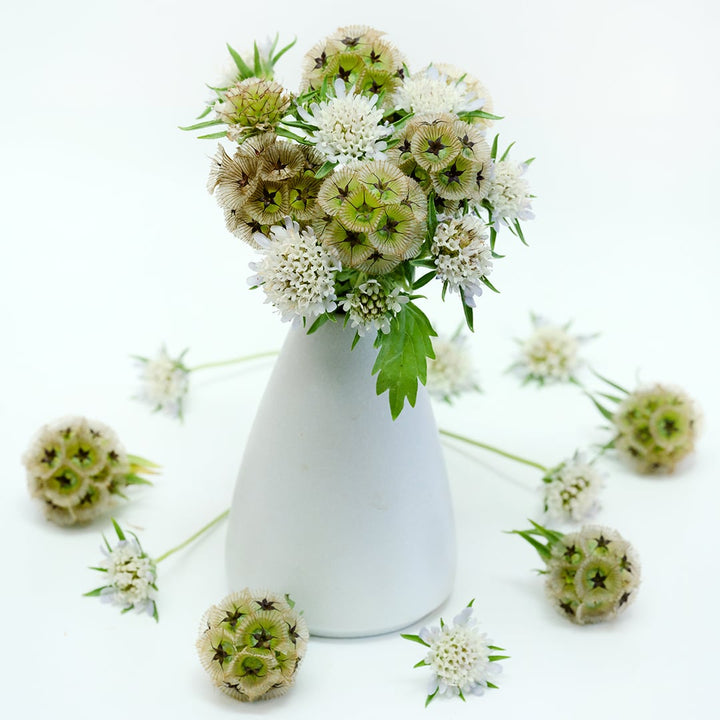 An arrangement of Paper Moon Scabiosa on white background.