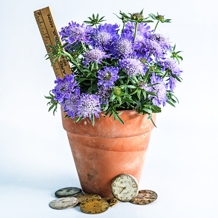 A Ritz Blue Scabiosa plant growing in small terra cotta pot with a ruler to show size on a light background.