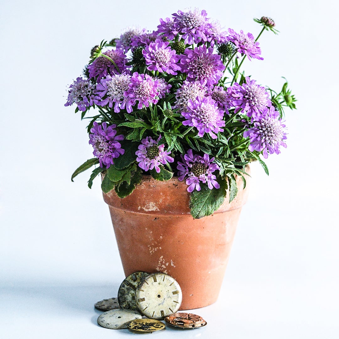 A Ritz Rose Scabiosa plant growing in a pot on a white background.