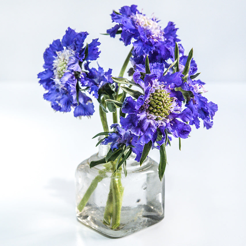 Fama Blue Scabiosa arranged in a little glass bottle on a white background.