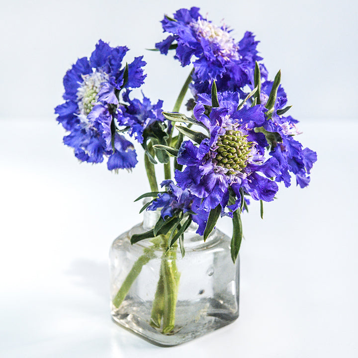 Fama Blue Scabiosa arranged in a little glass bottle on a white background.
