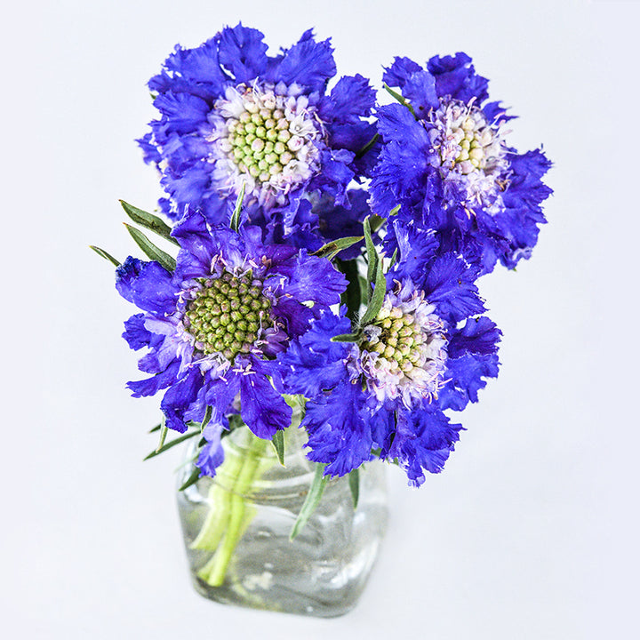 Four bright blue blooms of Fama Blue Scabiosa flowers in a glass bottle on a high key background.