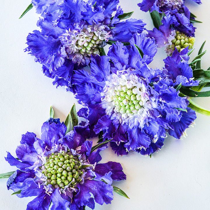 Close-up detailed micro view of Fama Blue Scabiosa blooms on white.