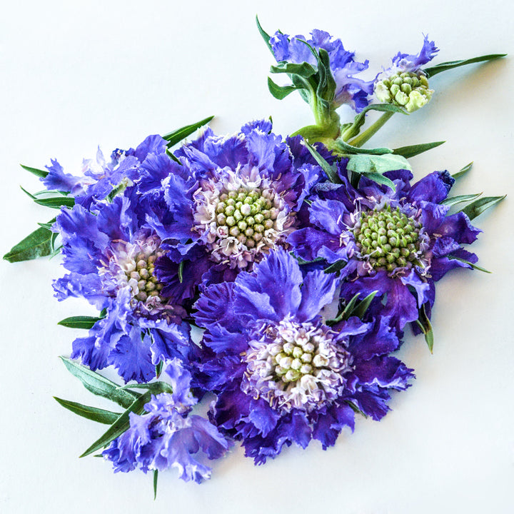 A close-up of several Fama Blue Scabiosa flowers with some foliage on white background.