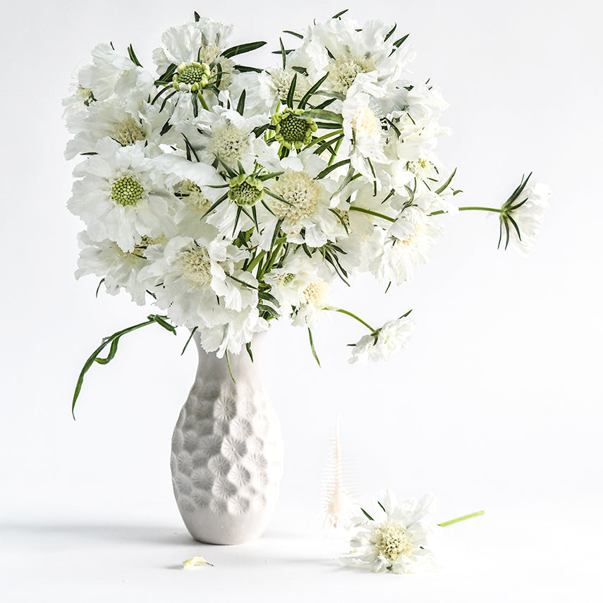 A large bouquet of Fama White Scabiosa flowers arranged in white vase on a white background.