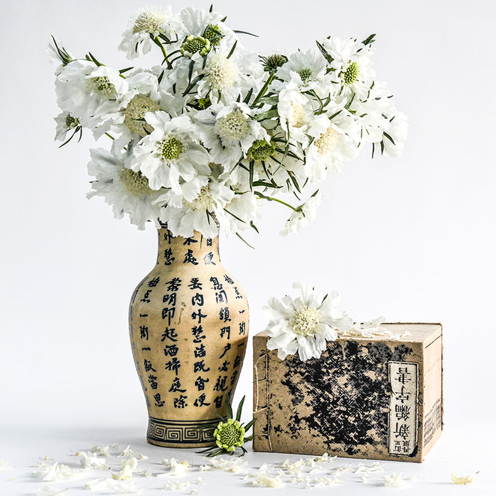Fama White Scabiosa in a Japanese vase with a Japanese book on a white background.