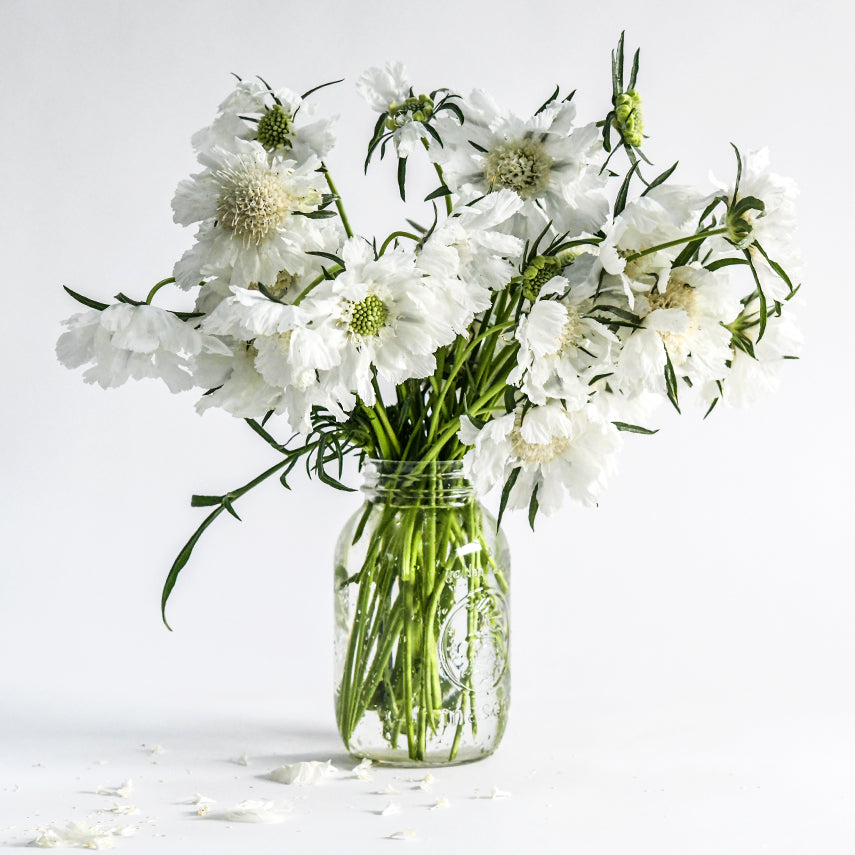 Fama White Scabiosa in an old mason jar on a high key white background.