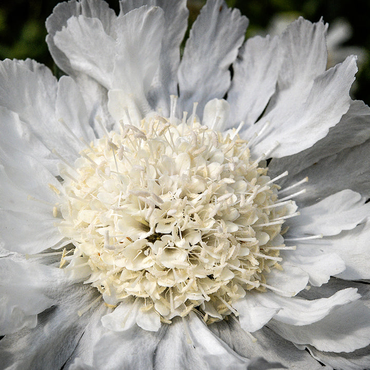 A detailed close-up micro view of single Fama White Scabiosa flower growing in a greenhouse.