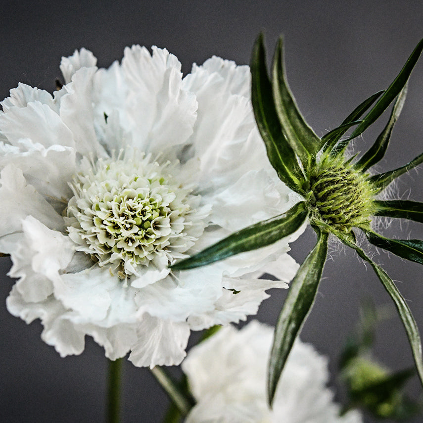 A detailed macro view of Fama White Scabiosa and fuzzy flower bud against a dark grey background.