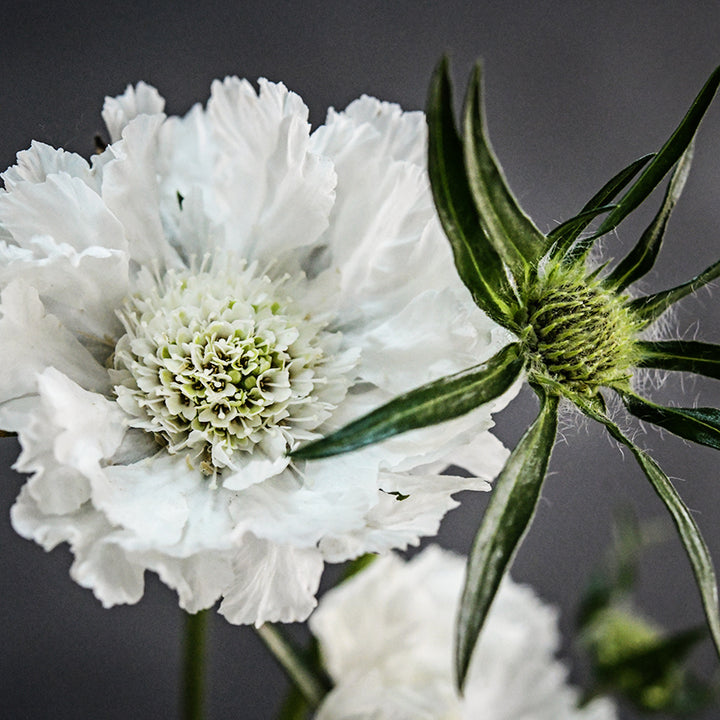 A detailed macro view of Fama White Scabiosa and fuzzy flower bud against a dark grey background.