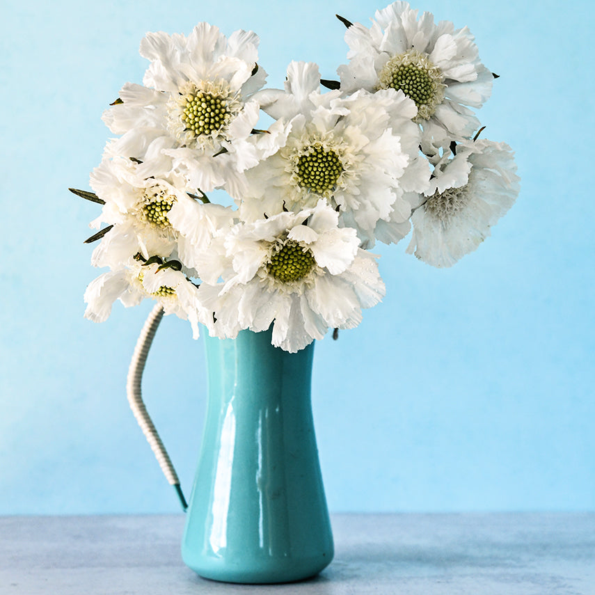 Fama White Scabiosa flowers in blue pitcher on a blue background.