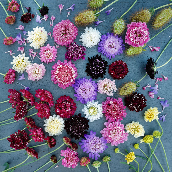 An overhead view of Formula Mixed Scabiosa in various stages of maturity on a grey slate background.