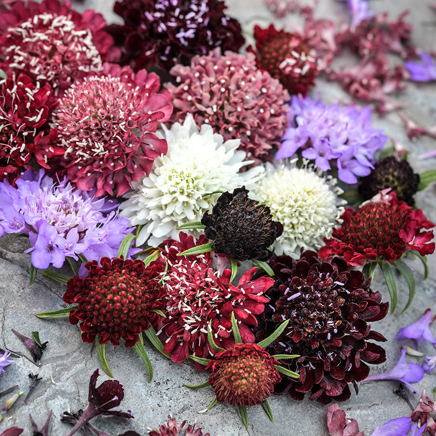 A close-up of some of the colors in the flowers in Formula Mixed Scabiosa assortment.