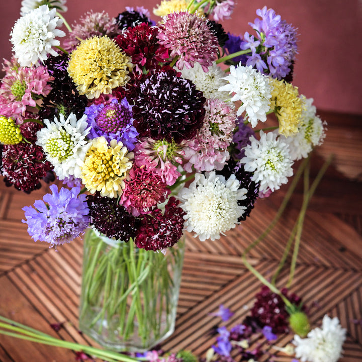 A floral arrangement of Formula Mixed Scabiosa on a parquet background.