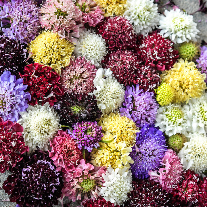 A rainbow of Formula Mixed Scabiosa flowers on slate.