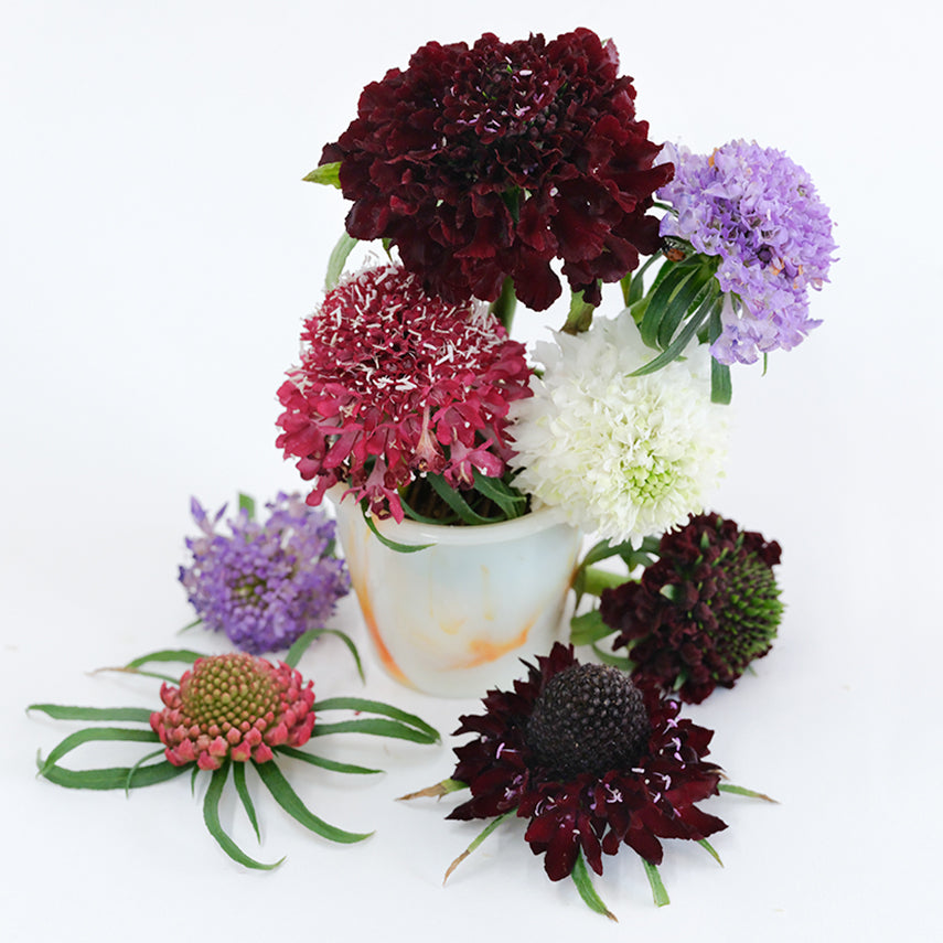 Formula Mixed Scabiosa in a little vase on a white background.