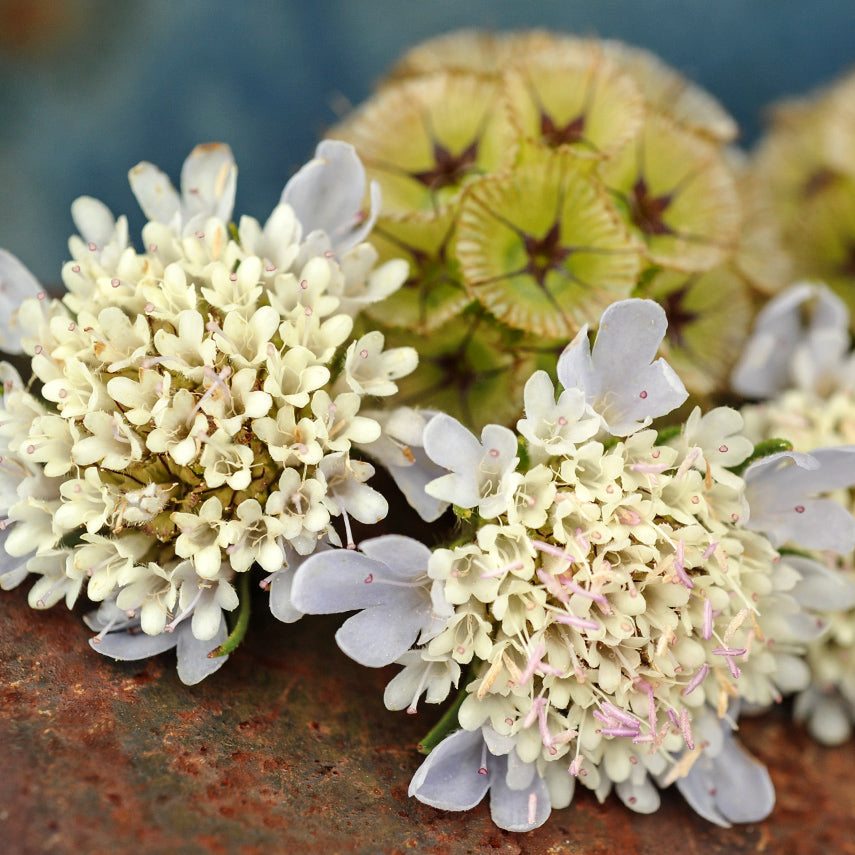 Close macro view of a couple of fresh Paper Moon Scabiosa flowers with a dried flower in the background.