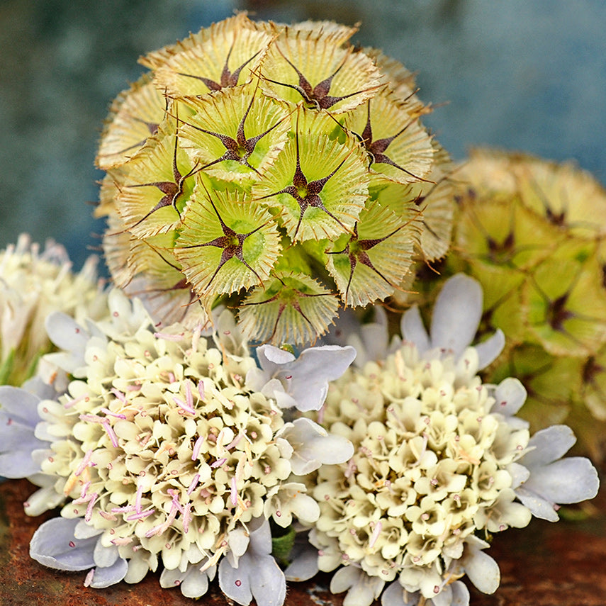 A close-up detailed view of fresh and dried Paper Moon Scabiosa blooms resting on rusty old pick-up truck.