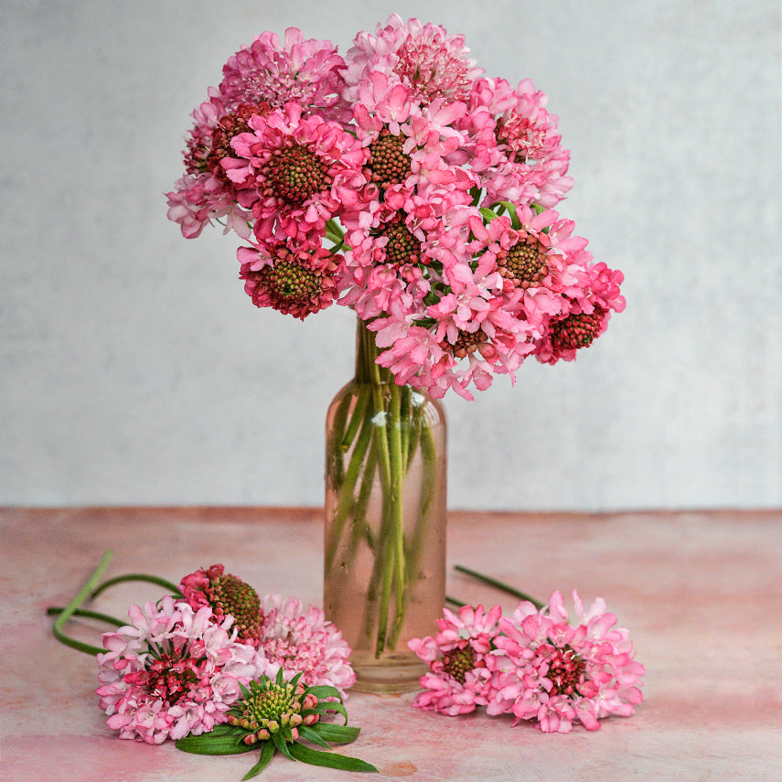 Salmon Queen Scabiosa arranged in a pink glass vase on a light background.