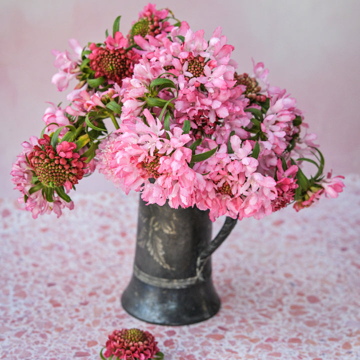 Salmon Queen Scabiosa flowers in silver vase on a pale rose colored background.