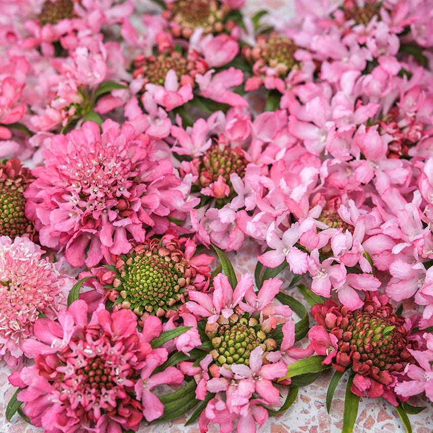 Close-up detailed macro shot of Salmon Queen Scabiosa flowers.
