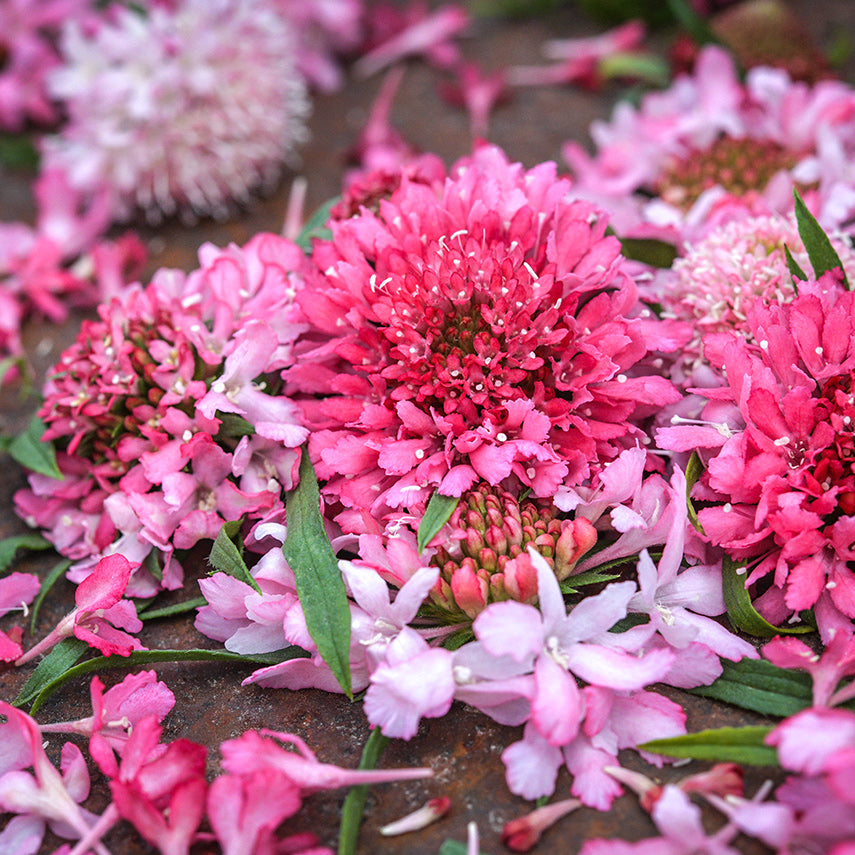Another close-up detail of Salmon Queen Scabiosa on rusted background.