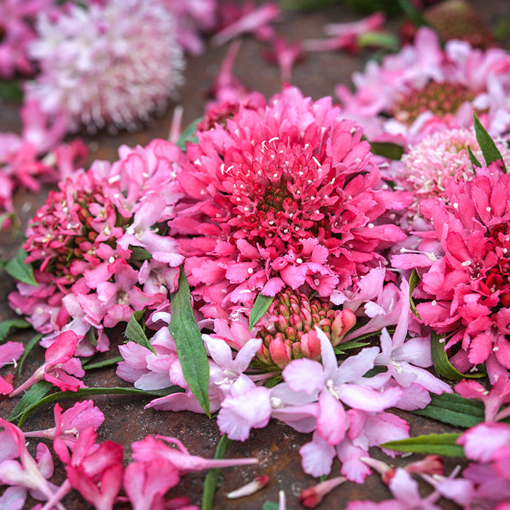 Another close-up detail of Salmon Queen Scabiosa on rusted background.