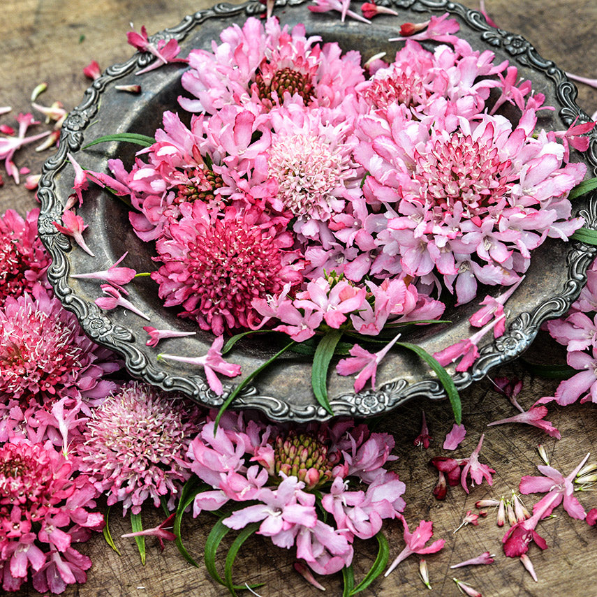 A close-up view of Salmon Queen Scabiosa flowers in a silver bowl surrounded by petals on wood.
