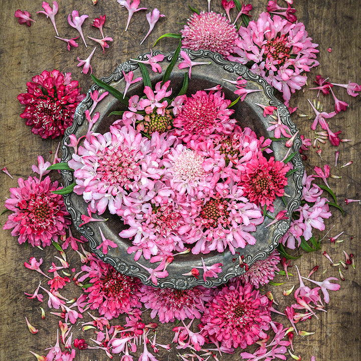 On overhead view of Salmon Queen Scabiosa blooms in silver bowl surrounded by petals and flowers.