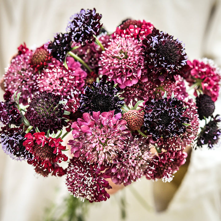 A man in tunic holding a bouquet of Summer Fruits Scabiosa flowers.