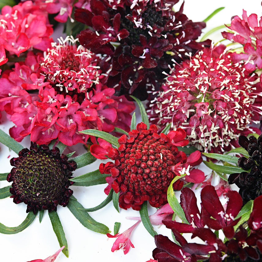 Scabiosa Seeds, Summer Fruits