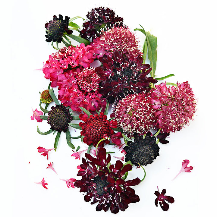Summer Fruits Scabiosa arranged on white background with petals.