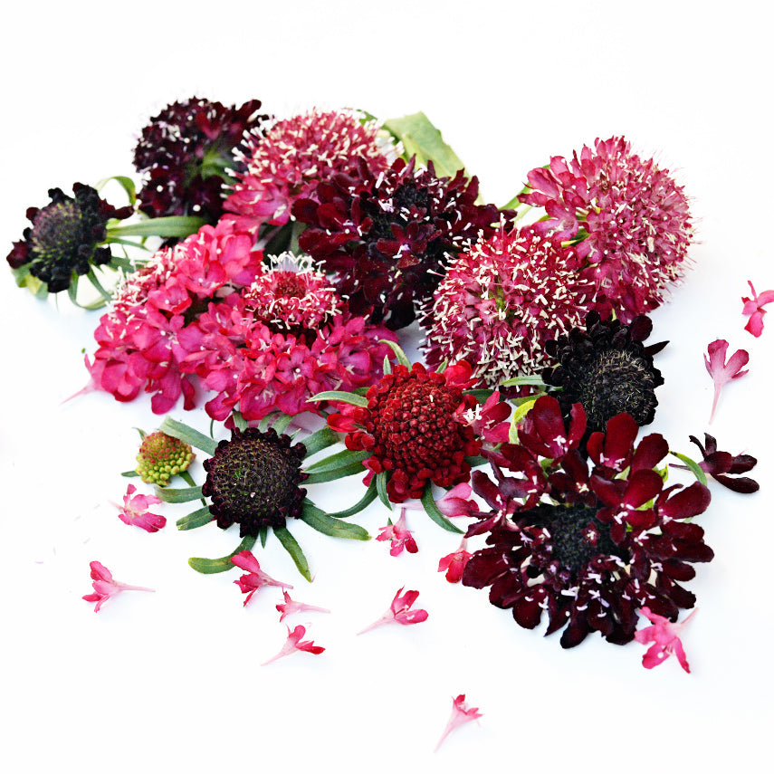 Summer Fruits Scabiosa flowers arranged on white background.
