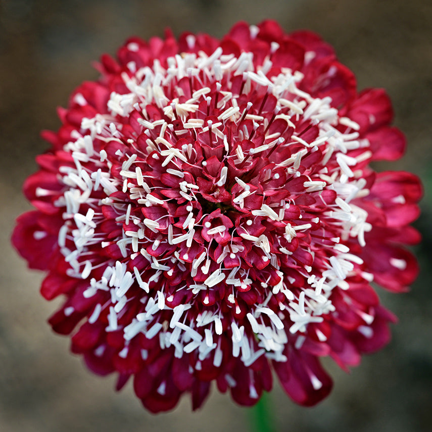 A close-up detail macro view of a single Summer Fruits Scabiosa flower from the mix growing in the garden.