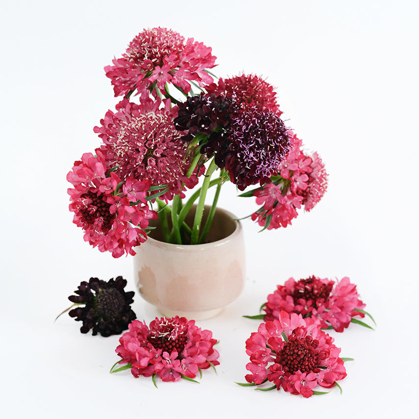 Summer Fruits Scabiosa flowers in a little ceramic vase on a white background.