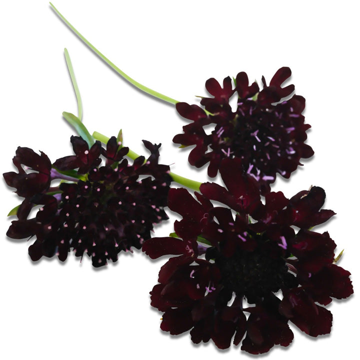 Trio of Black Knight Scabiosa on a white background.
