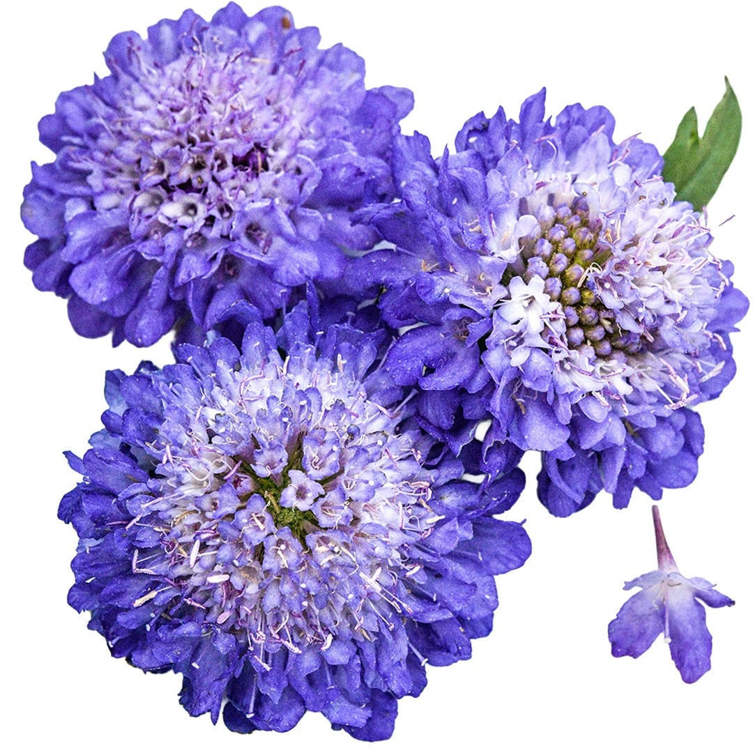 Trio of Blue Cockade Scabiosa on a white background.