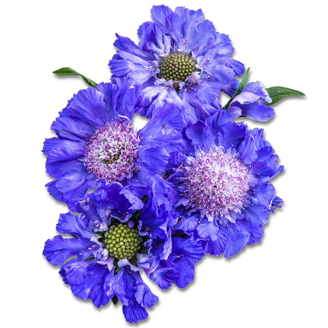 Cluster of Fama Blue Scabiosa on a white background.