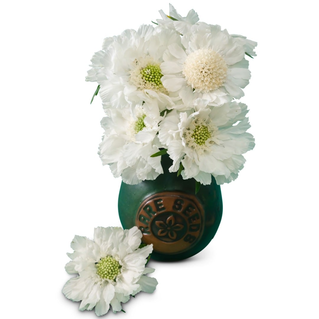 Bouquet of Fama White Scabiosa in a clay pot on a white background.