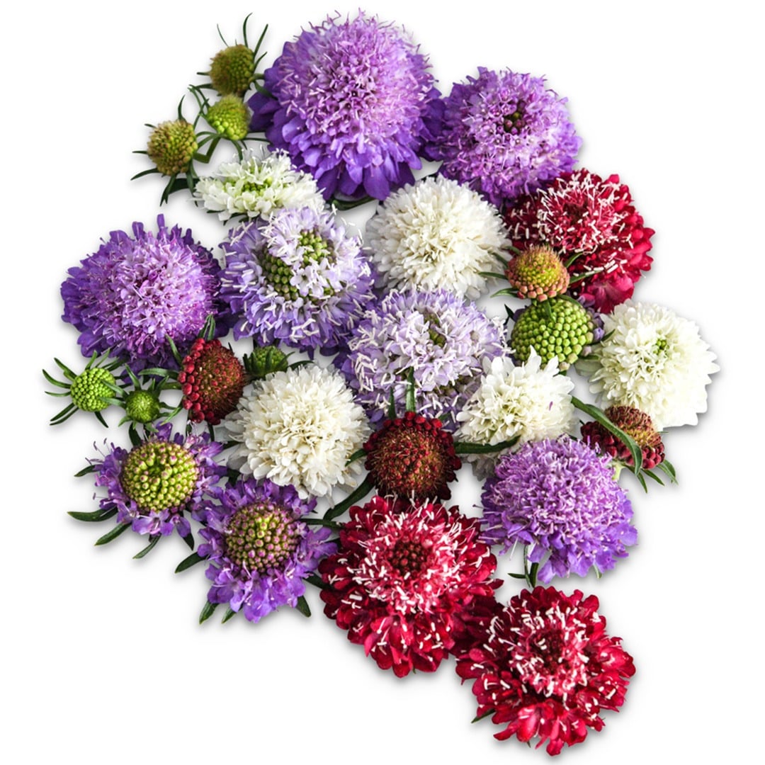 A rainbow of Formula Mixed Scabiosa flowers on a white background.