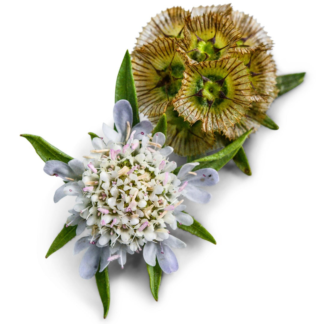 Paper Moon Scabiosa blooms on a white background.