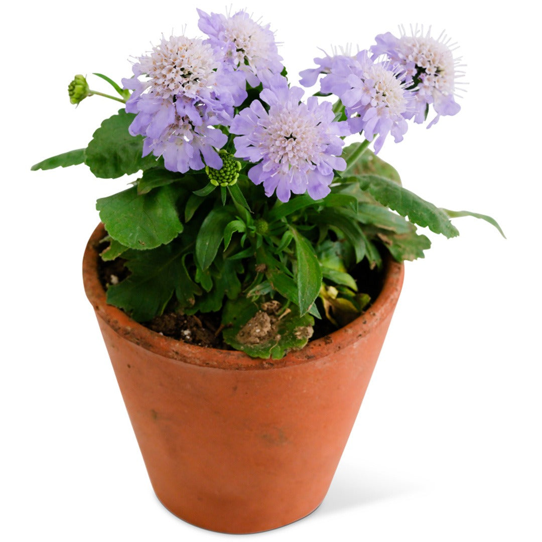 A Ritz Blue Scabiosa plant growing in small terra cotta pot on a white background.