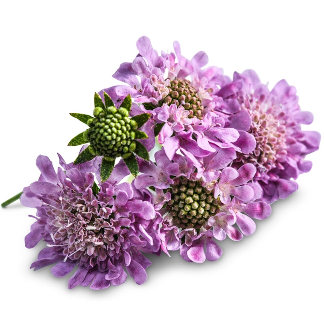 Cluster of Ritz Rose Scabiosa on a white background.