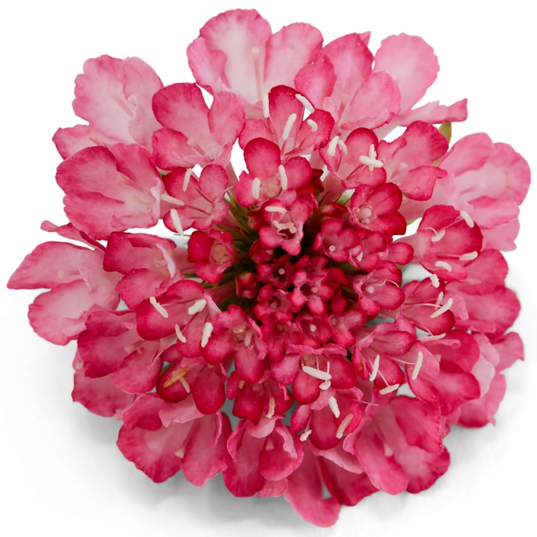 Close up of Salmon Queen Scabiosa on a white background.