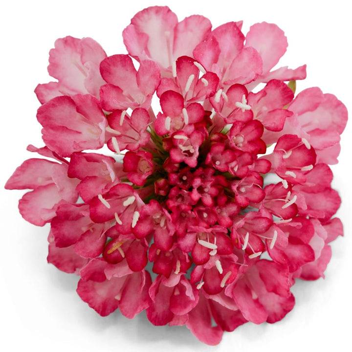 Close up of Salmon Queen Scabiosa on a white background.