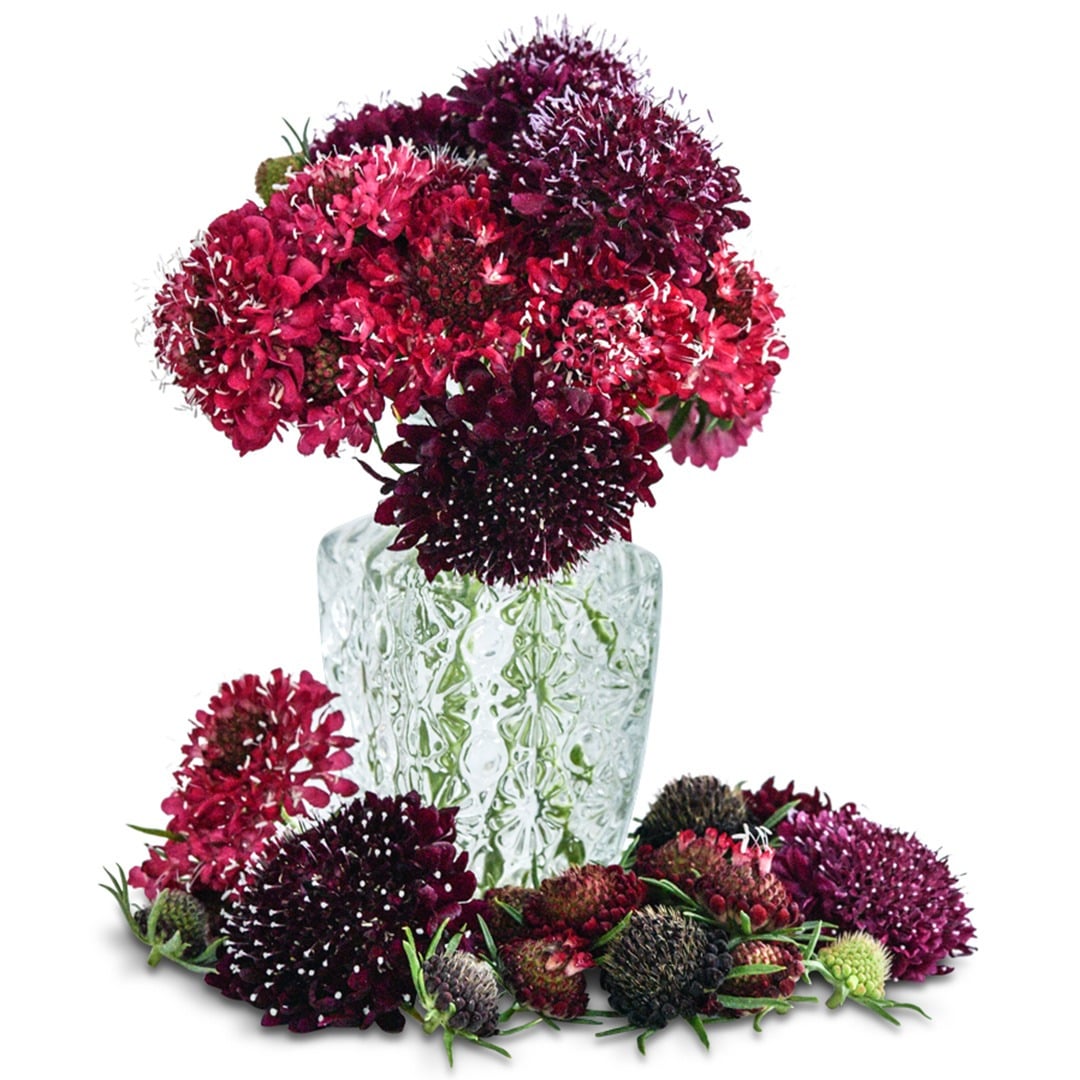 Summer Fruits Scabiosa in a clear vase on a white background.